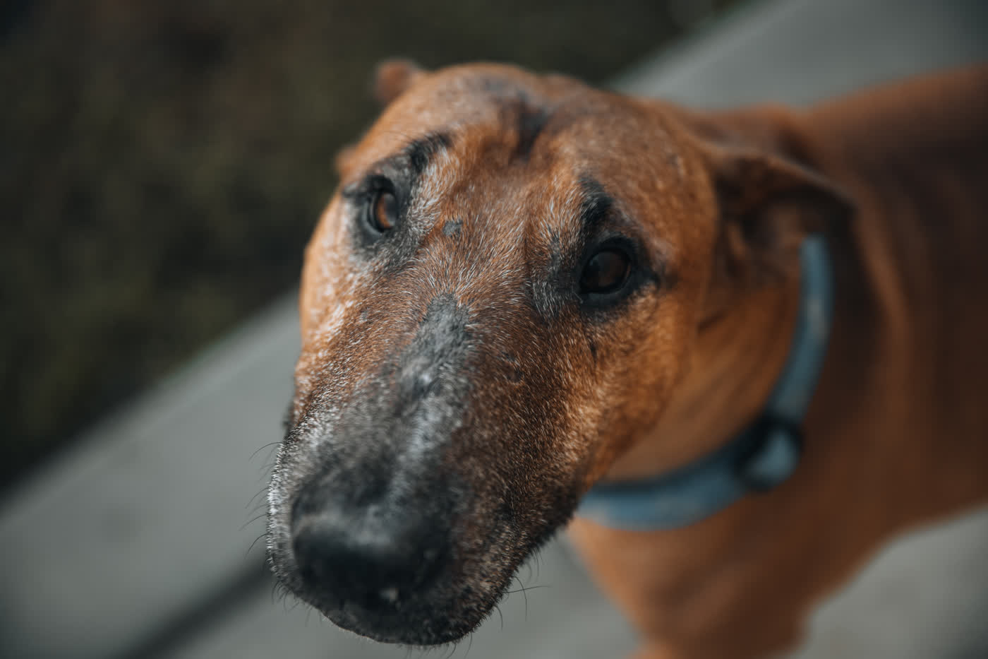 Close portrait of a greying red and white bull terrier in a blue collar